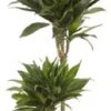 Drakenbloedboom (Dracaena Fragrans 'Green Jewel') D 19 H 85 Cm 1 Drakenbloedboom (Dracaena Fragrans 'Green Jewel') D 19 H 85 Cm -Groene Bloom Winkel 8717263412861