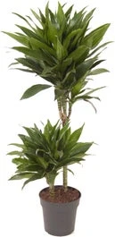 Drakenbloedboom (Dracaena Fragrans 'Green Jewel') D 19 H 85 Cm