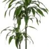 Drakenbloedboom (Dracaena Deremensis 'Art') D 19 H 100 Cm 1 Drakenbloedboom (Dracaena Deremensis 'Art') D 19 H 100 Cm -Groene Bloom Winkel 8717263413493