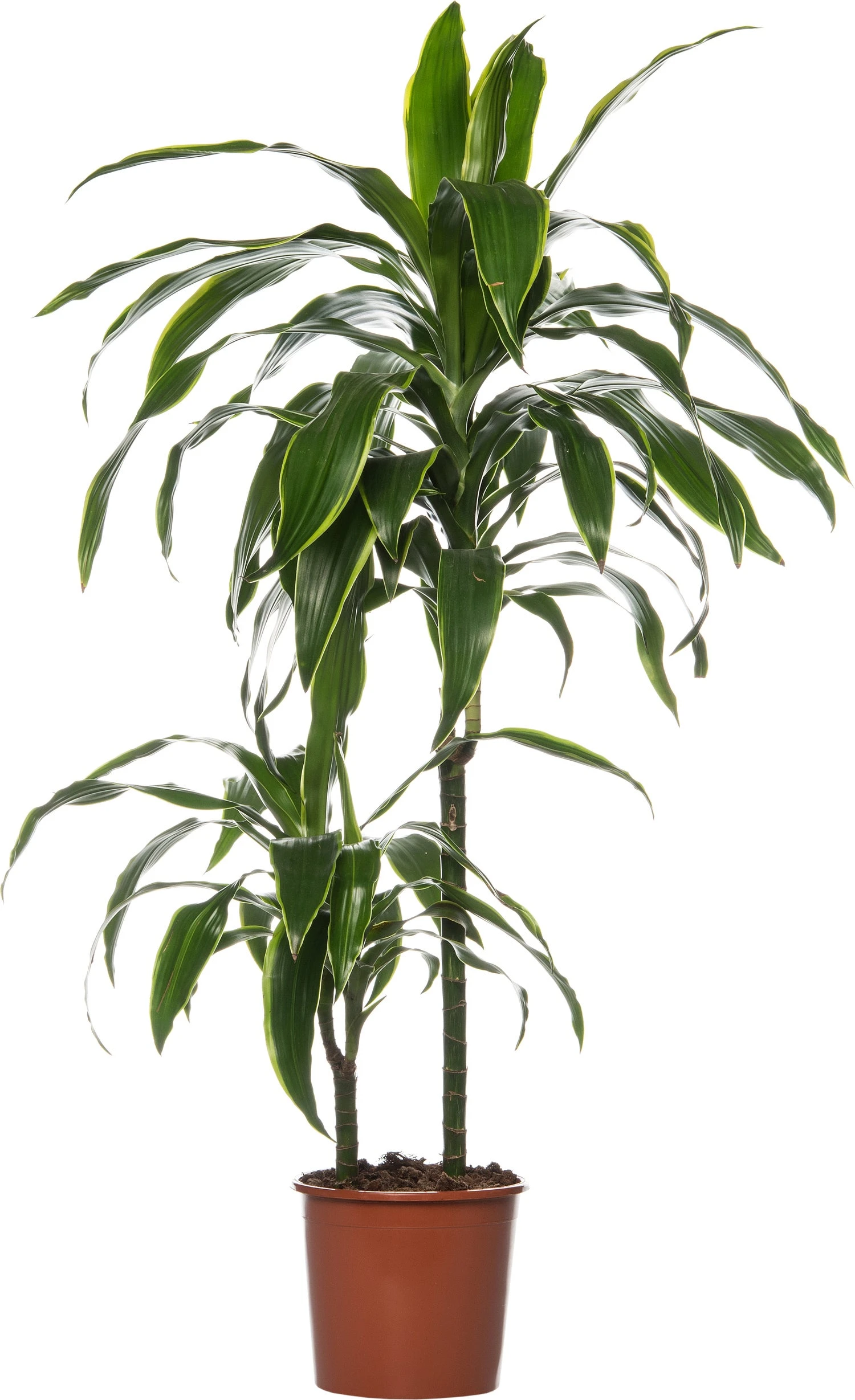 Drakenbloedboom (Dracaena Deremensis 'Art') D 19 H 100 Cm 3 Drakenbloedboom (Dracaena Deremensis 'Art') D 19 H 100 Cm