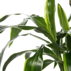 Drakenbloedboom (Dracaena Deremensis 'Art') D 19 H 100 Cm 5 Drakenbloedboom (Dracaena Deremensis 'Art') D 19 H 100 Cm -Groene Bloom Winkel 8717263413493 2