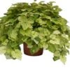 Kindje-op-moeders-schoot (Tolmiea Menziesii) D 14 H 35 Cm -Groene Bloom Winkel 8717263413813