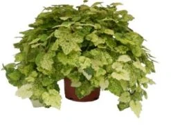 Kindje-op-moeders-schoot (Tolmiea Menziesii) D 14 H 35 Cm