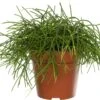 Rotskoraal (Rhipsalis Cashero) D 12 H 15 Cm -Groene Bloom Winkel 8717263413943 1
