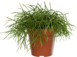 Rotskoraal (Rhipsalis Cashero) D 12 H 15 Cm