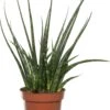 Vrouwentong (Sansevieria 'Fernwood Mikado') D 12 H 40 Cm -Groene Bloom Winkel 8717263414384 1