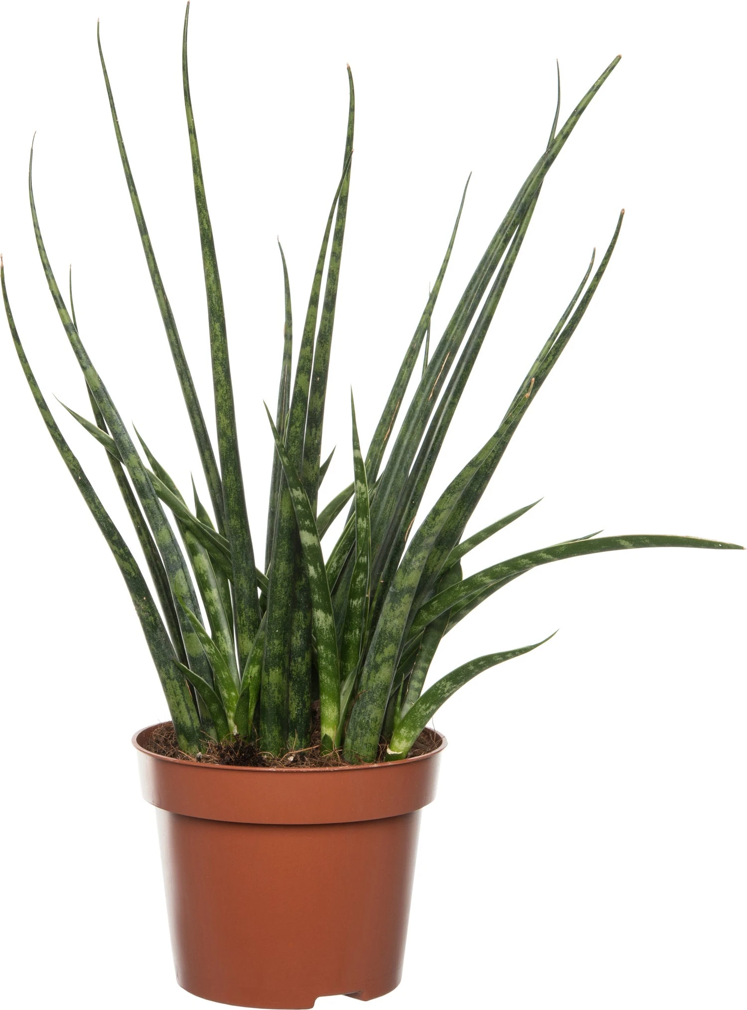 Vrouwentong (Sansevieria 'Fernwood Mikado') D 12 H 40 Cm 3 Vrouwentong (Sansevieria 'Fernwood Mikado') D 12 H 40 Cm