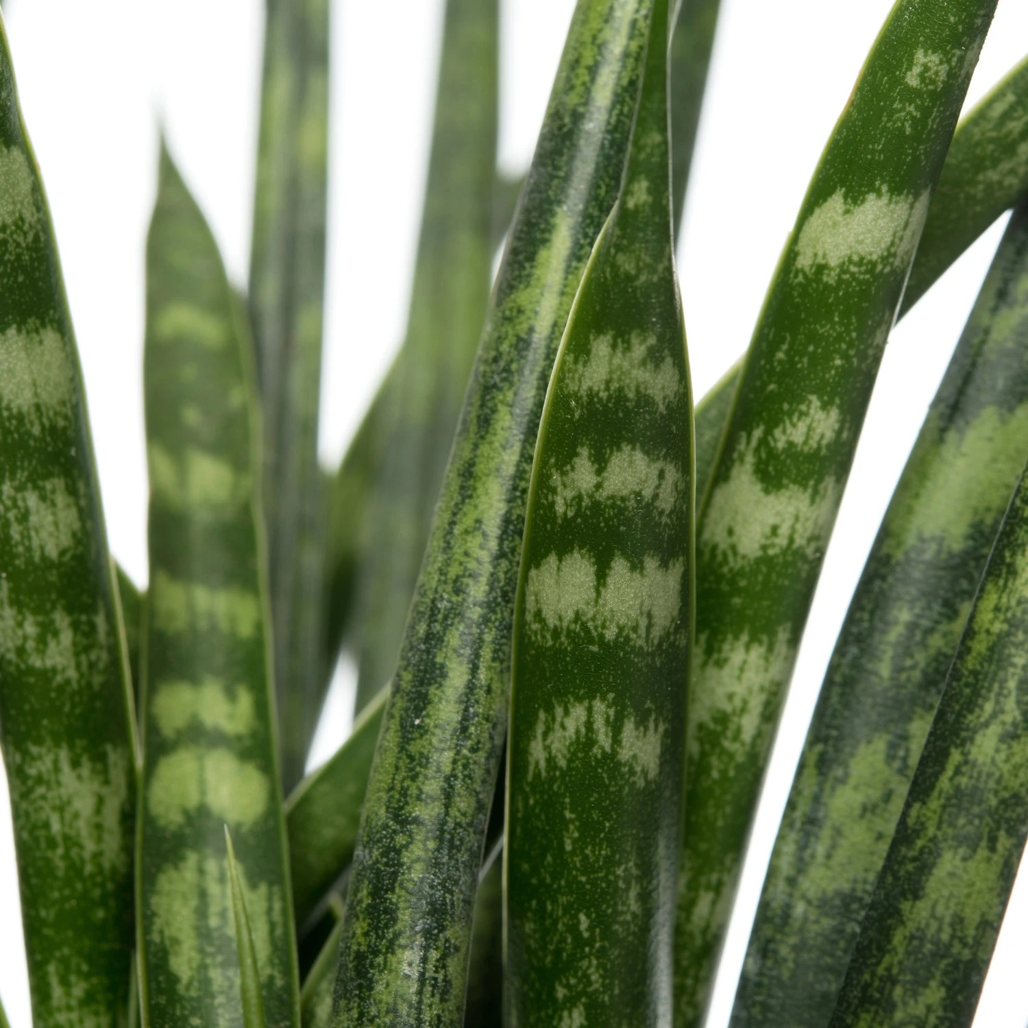 Vrouwentong (Sansevieria 'Fernwood Mikado') D 12 H 40 Cm 4 Vrouwentong (Sansevieria 'Fernwood Mikado') D 12 H 40 Cm - Afbeelding 2