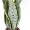 Vrouwentong (Sansevieria Trifasciata 'Laurentii') D 12 H 40 Cm -Groene Bloom Winkel 8717263414407 1