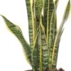 Vrouwentong (Sansevieria Trifasciata 'Laurentii') D 14 H 50 Cm -Groene Bloom Winkel 8717263414414 1 1