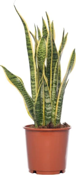 Vrouwentong (Sansevieria Trifasciata 'Laurentii') D 14 H 50 Cm