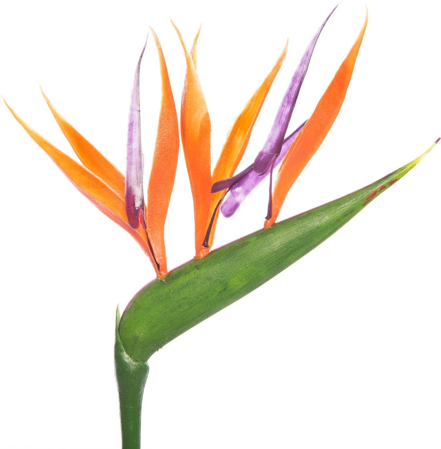 Paradijsvogelbloem Met Kunstbloem (Strelitzia Reginae) D 13 H 35 Cm 4 Paradijsvogelbloem Met Kunstbloem (Strelitzia Reginae) D 13 H 35 Cm - Afbeelding 2