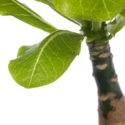 Hawaii-palm (Brighamia Insignis) D 12 H 40 Cm -Groene Bloom Winkel 8717263414575 1 1