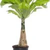 Hawaii-palm (Brighamia Insignis) D 12 H 40 Cm -Groene Bloom Winkel 8717263414575 2