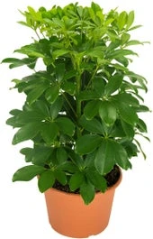 Vingersboom (Schefflera Arboricola 'Nora') D 21 H 55 Cm