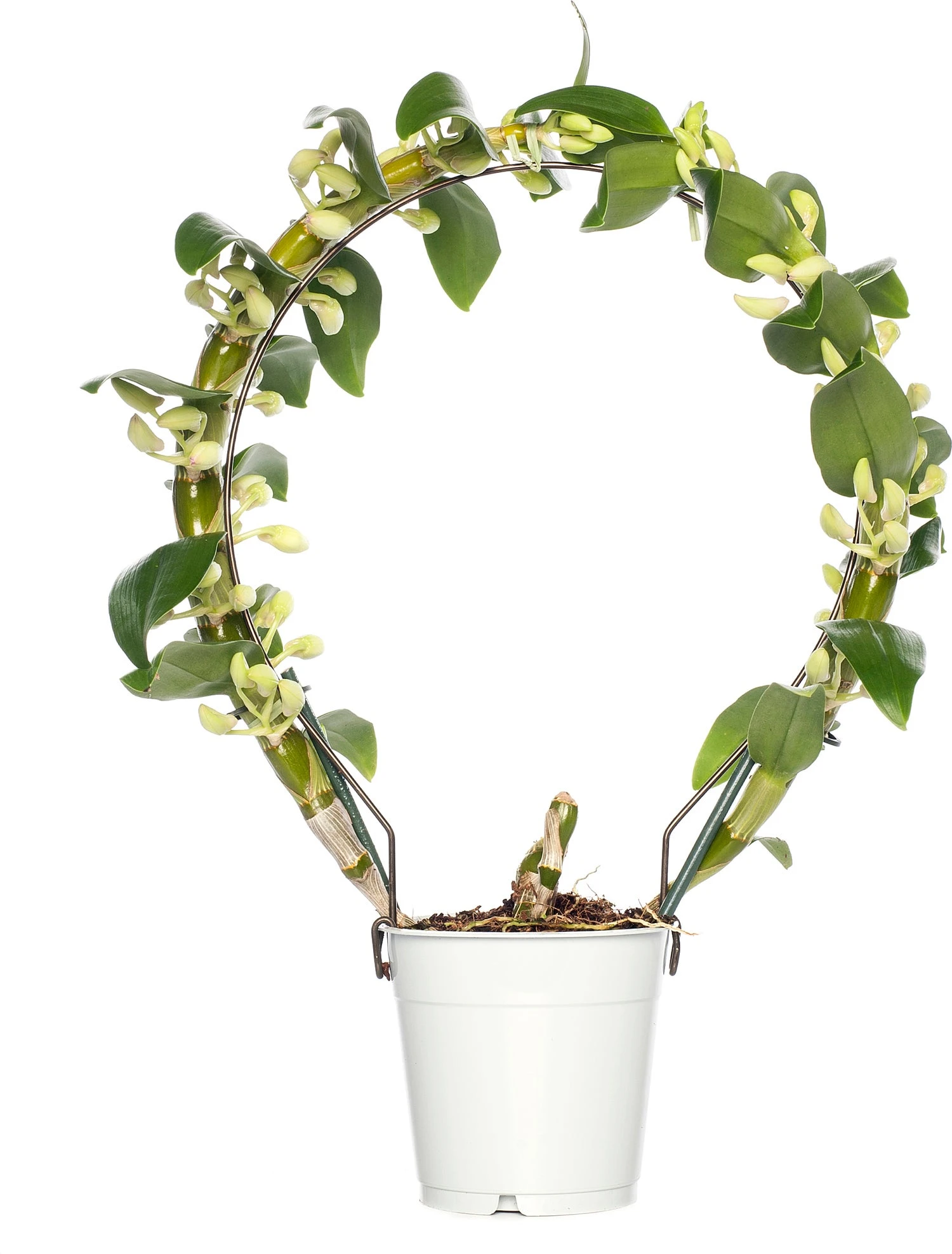 Bamboe Orchidee (Dendrobium Nobile 'Apollon') Op Boogrekje D 12 H 45 Cm 3 Bamboe Orchidee (Dendrobium Nobile 'Apollon') Op Boogrekje D 12 H 45 Cm