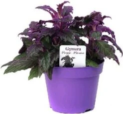 Fluweelplant (Gynura Aurantiaca) D 12 H 20 Cm