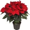 Kerstster (Euphorbia Pulcherrima) D 14 H 40 Cm 2 Kerstster (Euphorbia Pulcherrima) D 14 H 40 Cm -Groene Bloom Winkel 8717263416579 1