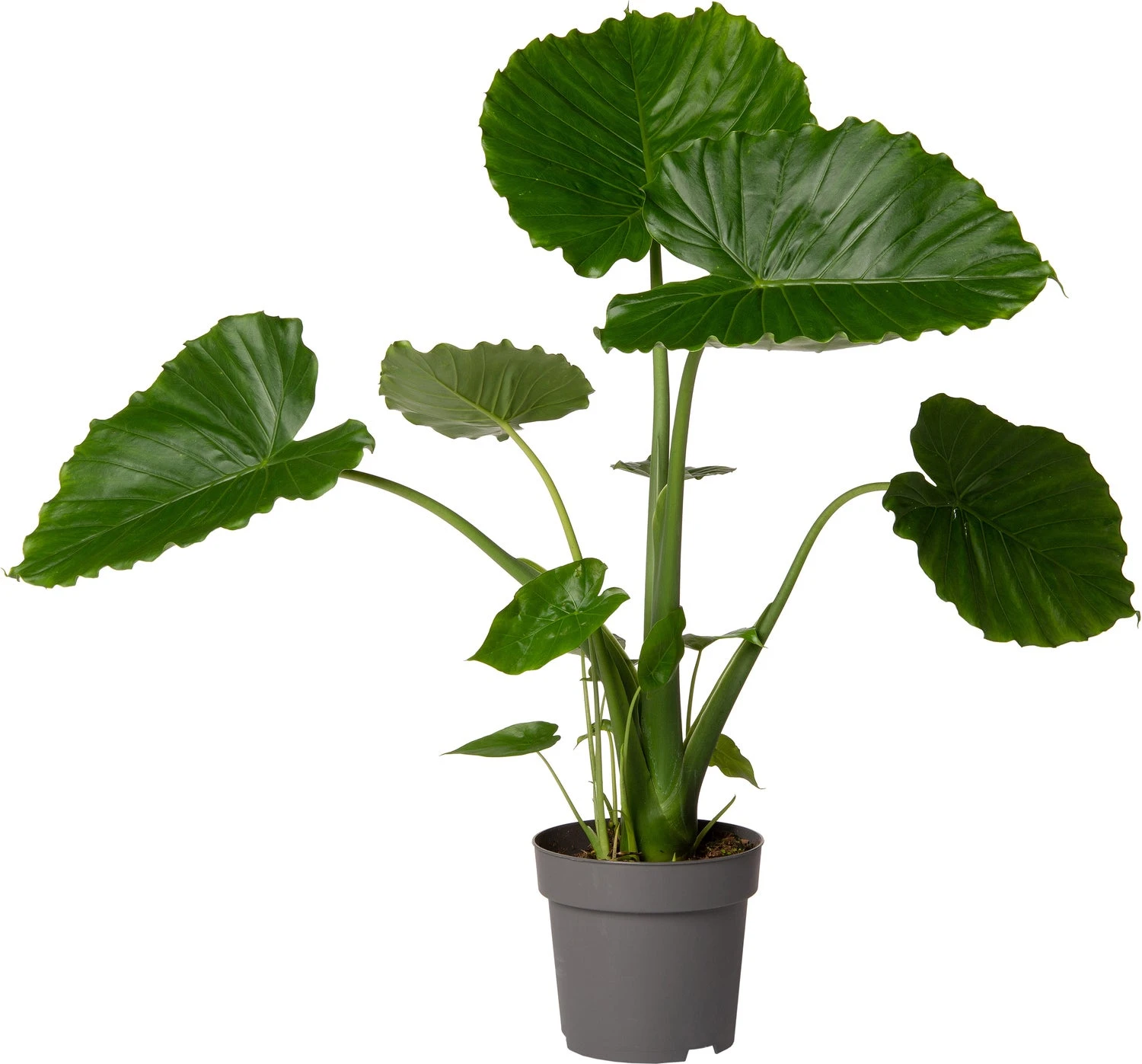 Olifantsoor (Alocasia Gageana 'California') D 21 H 90 Cm 3 Olifantsoor (Alocasia Gageana 'California') D 21 H 90 Cm