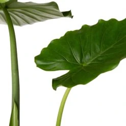 Olifantsoor (Alocasia Gageana 'California') D 21 H 90 Cm 5 Olifantsoor (Alocasia Gageana 'California') D 21 H 90 Cm -Groene Bloom Winkel 8717263416920 2