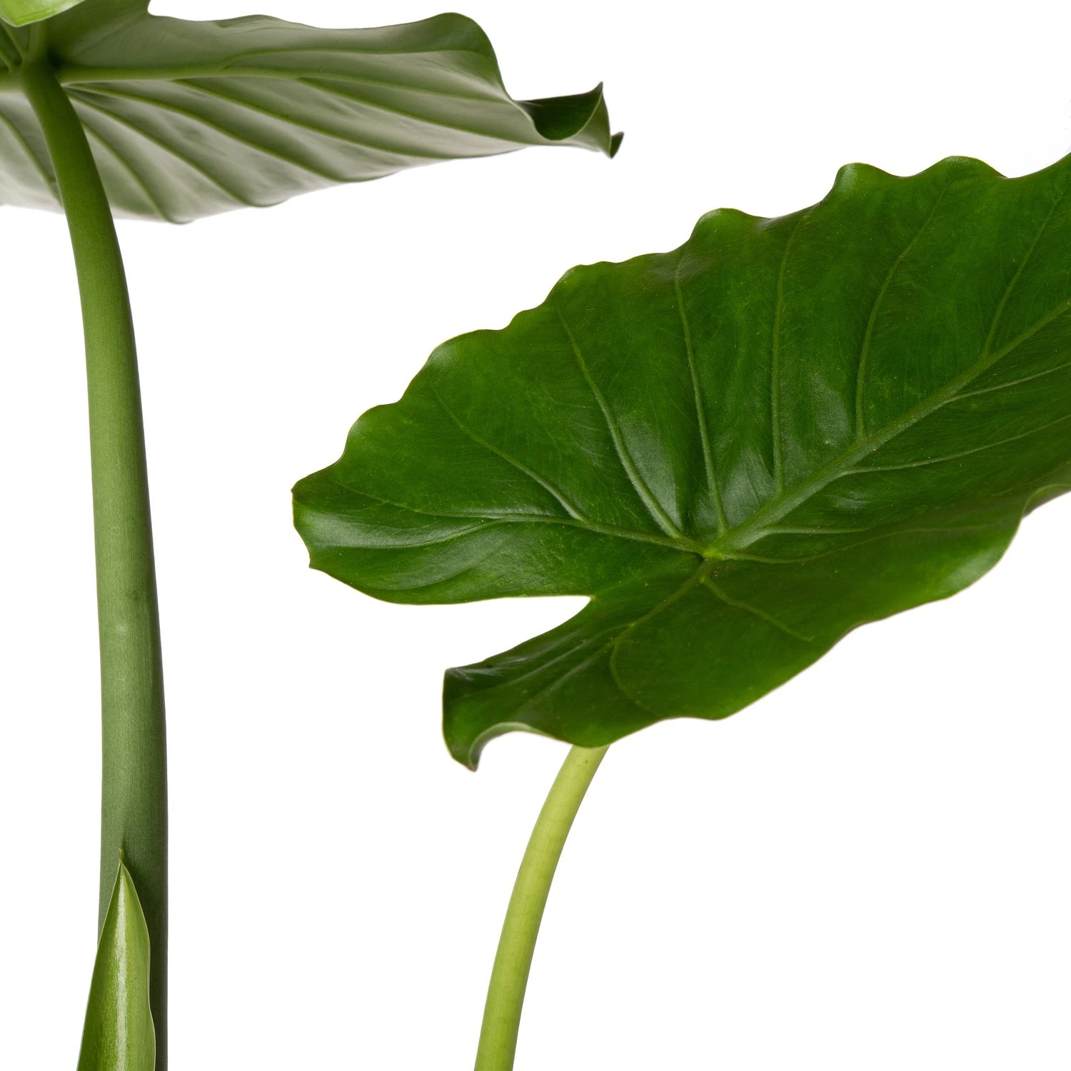 Olifantsoor (Alocasia Gageana 'California') D 21 H 90 Cm 4 Olifantsoor (Alocasia Gageana 'California') D 21 H 90 Cm - Afbeelding 2