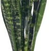 Vrouwentong (Sansevieria Trifasciata 'Black Coral') D 17 H 65 Cm 2 Vrouwentong (Sansevieria Trifasciata 'Black Coral') D 17 H 65 Cm -Groene Bloom Winkel 8717263417026 1 1
