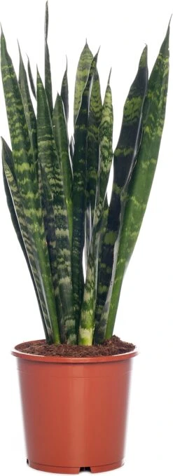 Vrouwentong (Sansevieria Trifasciata 'Black Coral') D 17 H 65 Cm
