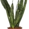 Vrouwentong (Sansevieria Zeylanica) D 14 H 50 Cm -Groene Bloom Winkel 8717263417033 1 1