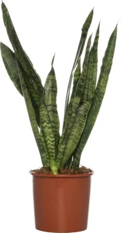 Vrouwentong (Sansevieria Zeylanica) D 14 H 50 Cm
