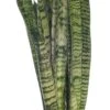 Vrouwentong (Sansevieria Zeylanica) D 17 H 65 Cm 2 Vrouwentong (Sansevieria Zeylanica) D 17 H 65 Cm -Groene Bloom Winkel 8717263417040 1 1