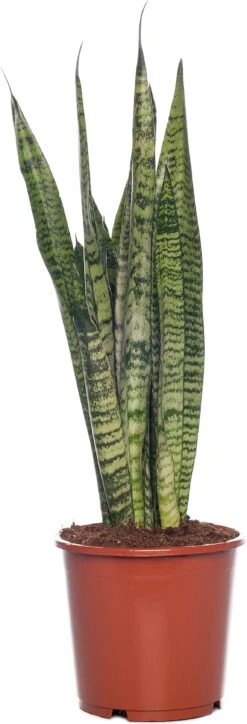 Vrouwentong (Sansevieria Zeylanica) D 17 H 65 Cm