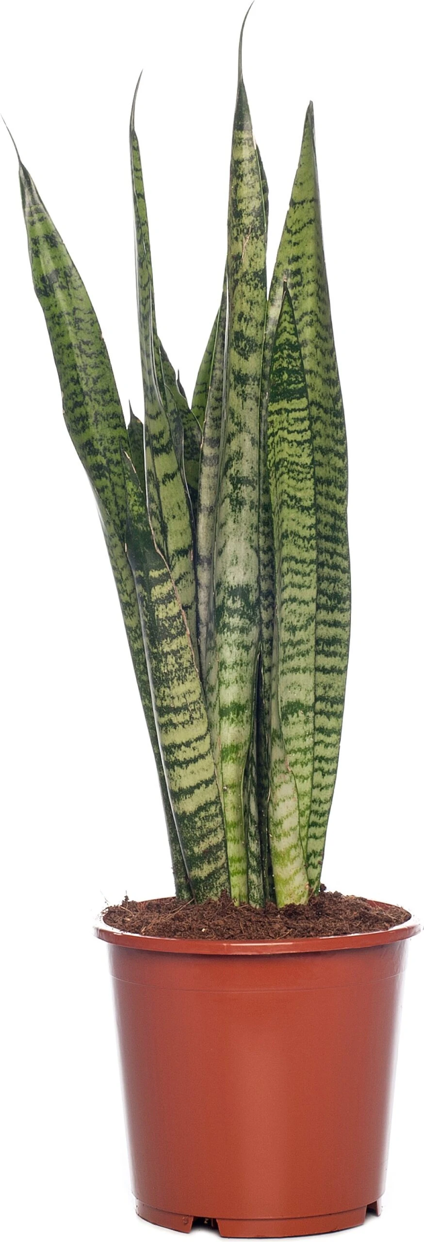 Vrouwentong (Sansevieria Zeylanica) D 17 H 65 Cm 3 Vrouwentong (Sansevieria Zeylanica) D 17 H 65 Cm