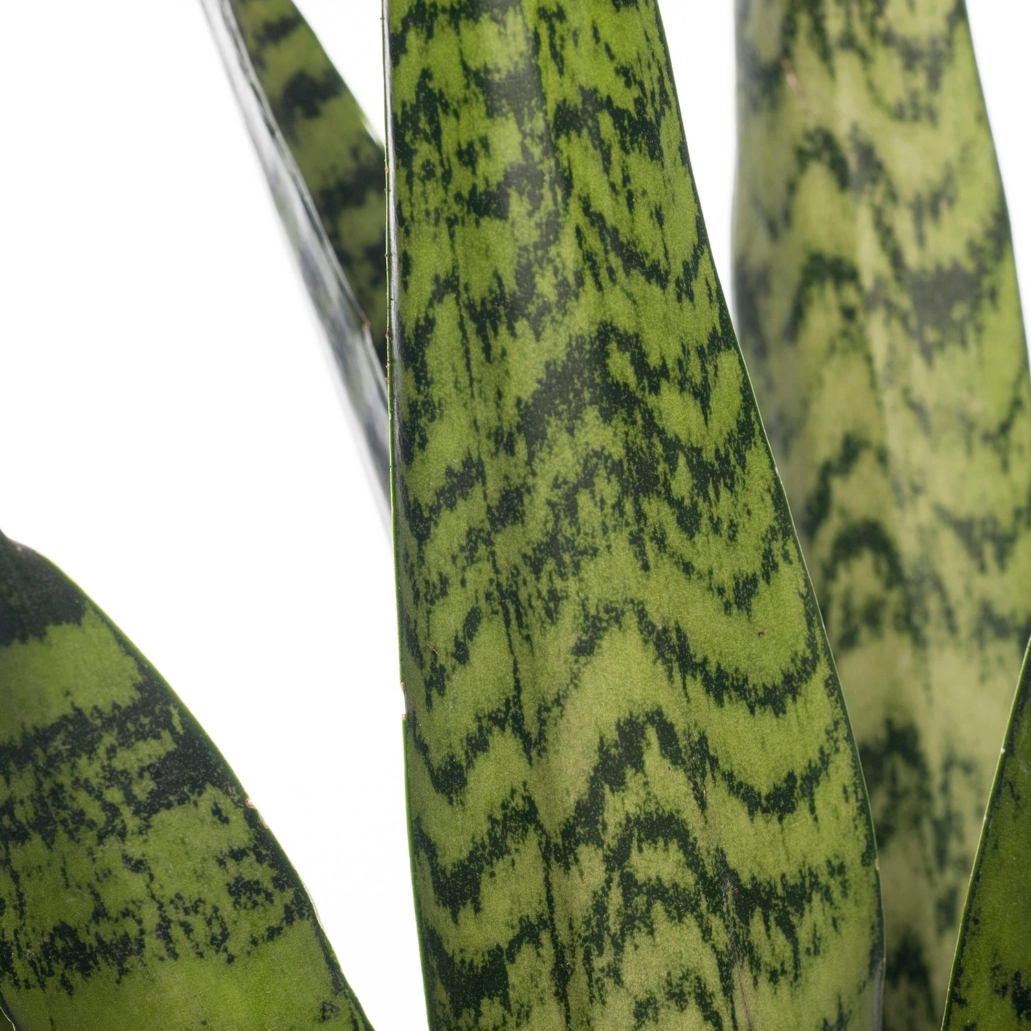 Vrouwentong (Sansevieria Zeylanica) D 17 H 65 Cm 4 Vrouwentong (Sansevieria Zeylanica) D 17 H 65 Cm - Afbeelding 2