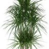 Drakenbloedboom (Dracaena Marginata) D 31 H 150 Cm -Groene Bloom Winkel 8717263417125