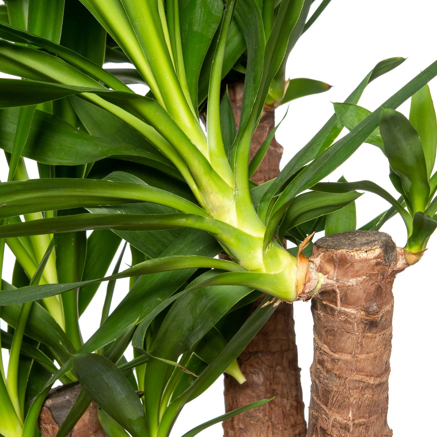 Yucca (Yucca Elephantipes) D 24 H 80 Cm 4 Yucca (Yucca Elephantipes) D 24 H 80 Cm - Afbeelding 2