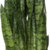 Vrouwentong (Sansevieria Zeylanica) D 25 H 85 Cm 2 Vrouwentong (Sansevieria Zeylanica) D 25 H 85 Cm -Groene Bloom Winkel 8717263417163