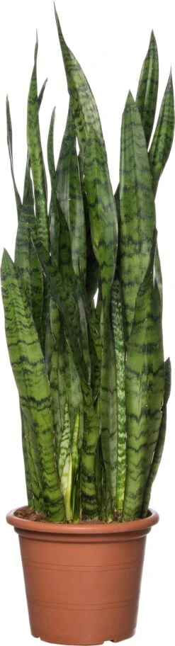 Vrouwentong (Sansevieria Zeylanica) D 25 H 85 Cm