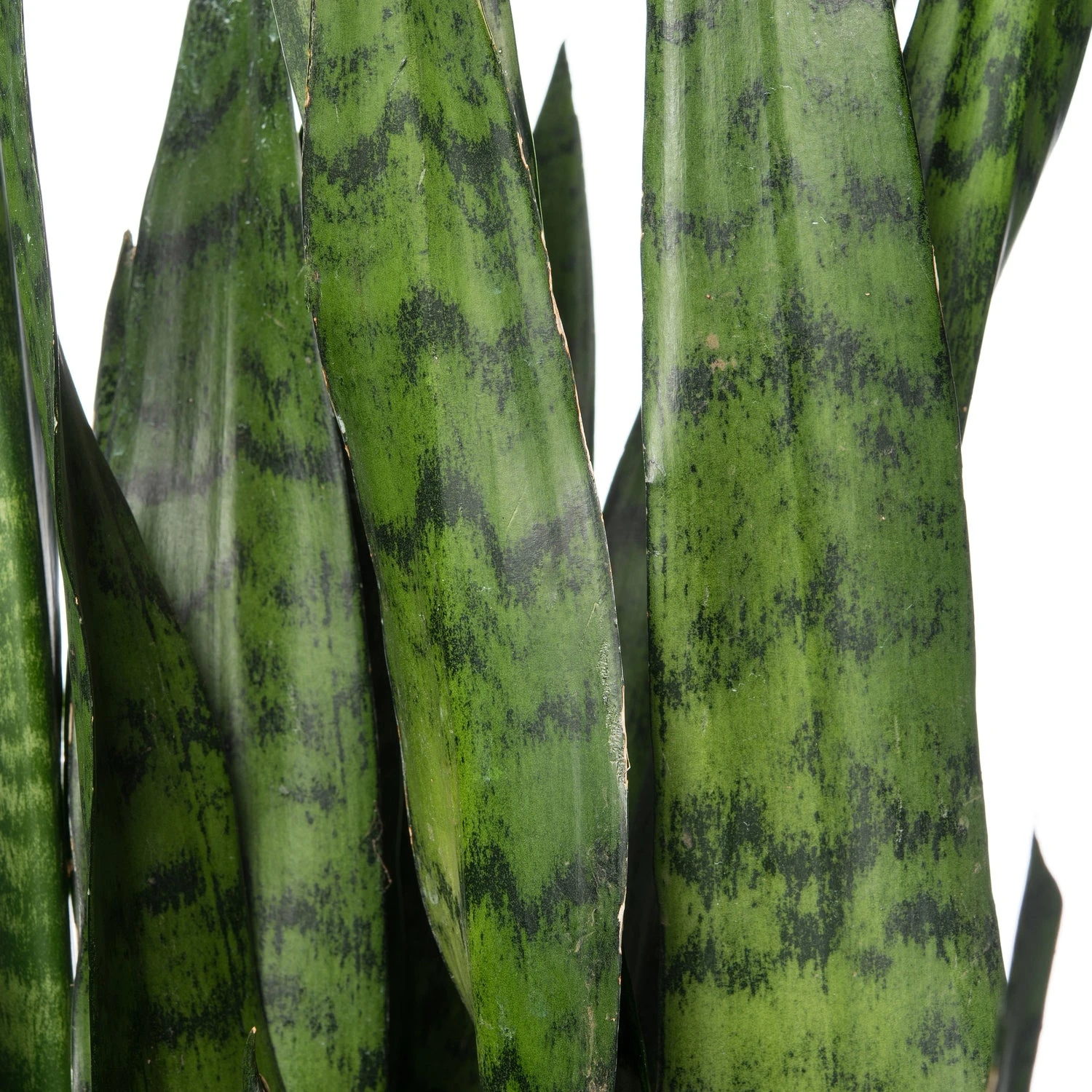 Vrouwentong (Sansevieria Zeylanica) D 25 H 85 Cm 4 Vrouwentong (Sansevieria Zeylanica) D 25 H 85 Cm - Afbeelding 2