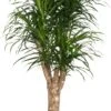 Drakenbloedboom (Dracaena Reflexa 'Anita') D 24 H 110 Cm -Groene Bloom Winkel 8717263417545 1