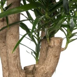 Drakenbloedboom (Dracaena Reflexa 'Anita') D 24 H 110 Cm -Groene Bloom Winkel 8717263417545 2