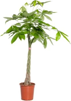 Geldboom (Pachira Aquatica) D 31 H 170 Cm -Groene Bloom Winkel 8717263417668 1 1