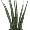 Vrouwentong (Sansevieria 'Fernwood Mikado') D 6 H 20 Cm 2 Vrouwentong (Sansevieria 'Fernwood Mikado') D 6 H 20 Cm -Groene Bloom Winkel 8717263417729