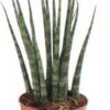Vrouwentong (Sansevieria 'Fernwood Mikado') D 14 H 55 Cm 1 Vrouwentong (Sansevieria 'Fernwood Mikado') D 14 H 55 Cm -Groene Bloom Winkel 8717263417736 1