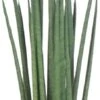 Vrouwentong (Sansevieria Bacularis 'Mikado') D 14 H 55 Cm -Groene Bloom Winkel 8717263417743