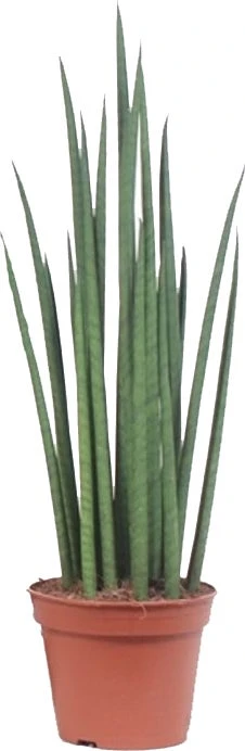 Vrouwentong (Sansevieria Bacularis 'Mikado') D 14 H 55 Cm