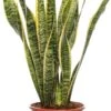 Vrouwentong (Sansevieria Trifasciata 'Laurentii') D 17 H 65 Cm 2 Vrouwentong (Sansevieria Trifasciata 'Laurentii') D 17 H 65 Cm -Groene Bloom Winkel 8717263417767 1
