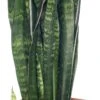 Vrouwentong (Sansevieria Zeylanica) D 12 H 40 Cm 1 Vrouwentong (Sansevieria Zeylanica) D 12 H 40 Cm -Groene Bloom Winkel 8717263417781