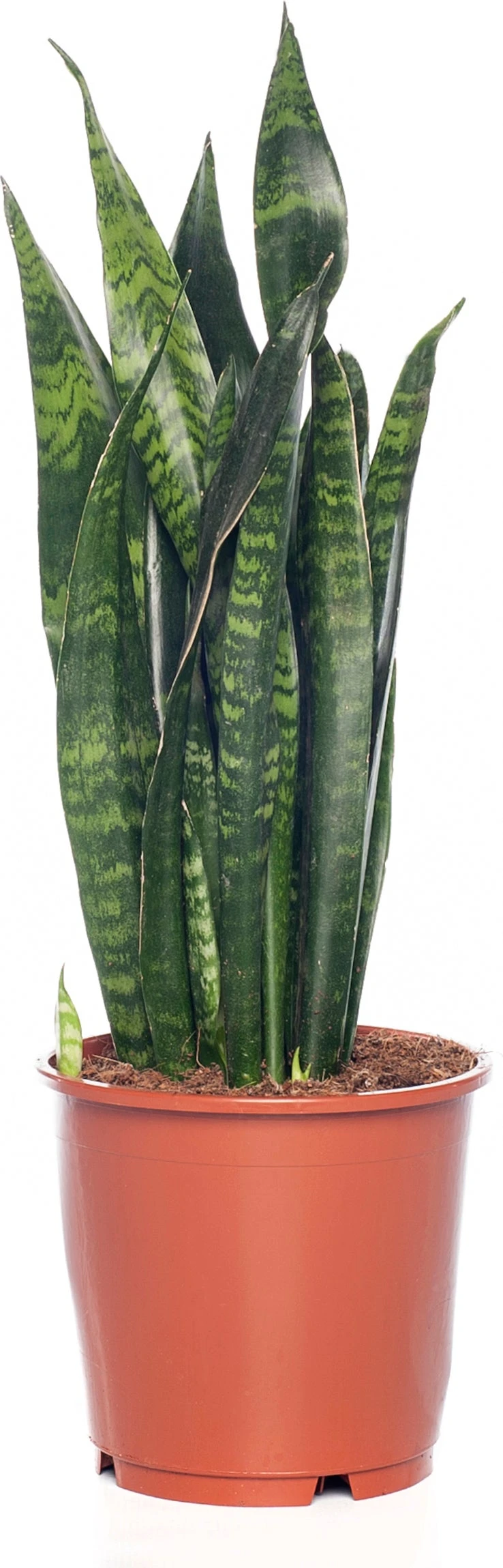 Vrouwentong (Sansevieria Zeylanica) D 12 H 40 Cm 3 Vrouwentong (Sansevieria Zeylanica) D 12 H 40 Cm