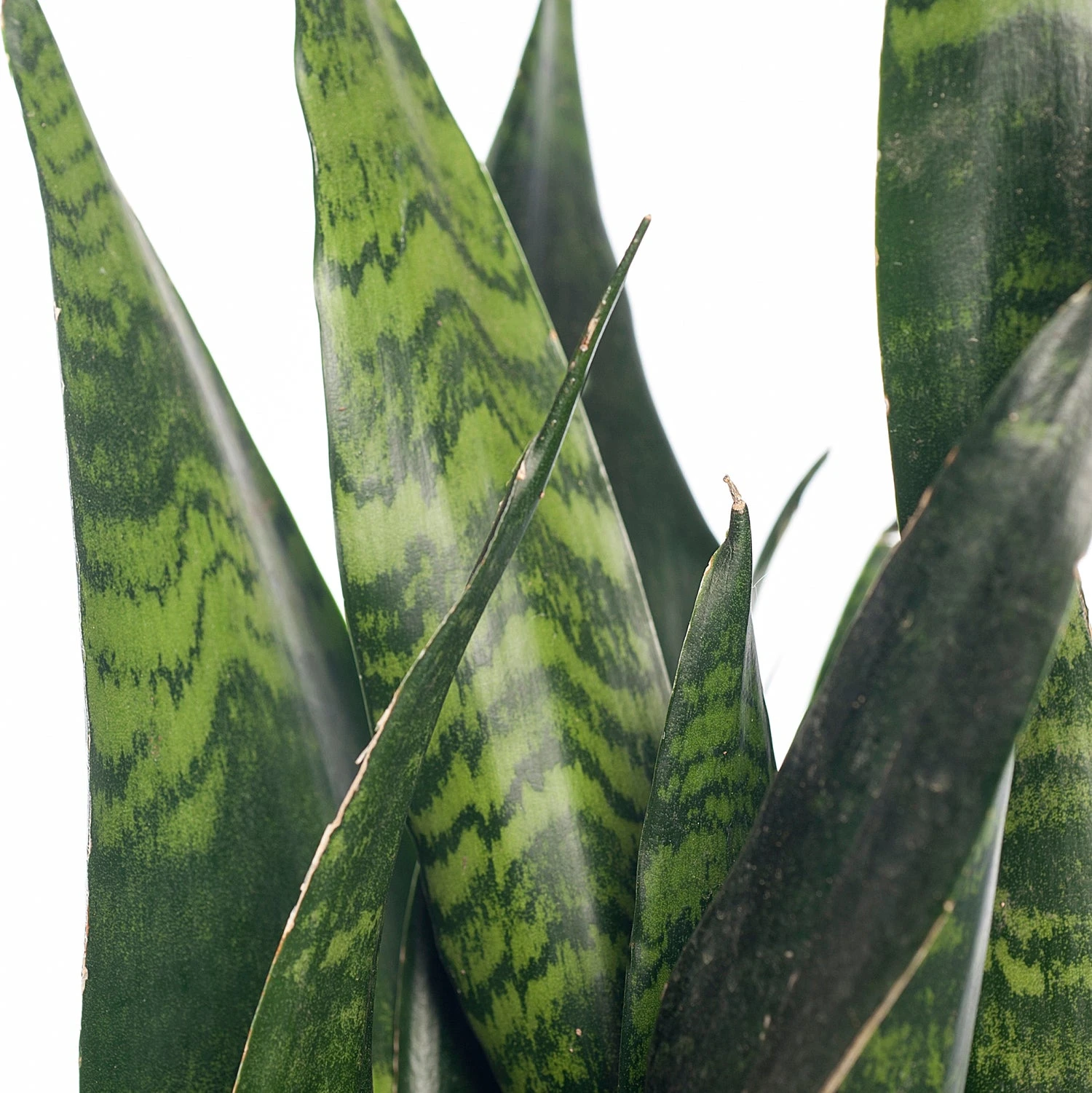 Vrouwentong (Sansevieria Zeylanica) D 12 H 40 Cm 4 Vrouwentong (Sansevieria Zeylanica) D 12 H 40 Cm - Afbeelding 2