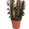 Afrikaanse Melkboom (Euphorbia Trigona 'Rubra') D 12 H 20 Cm 1 Afrikaanse Melkboom (Euphorbia Trigona 'Rubra') D 12 H 20 Cm -Groene Bloom Winkel 8717263418054